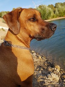 20180731_193909_resized