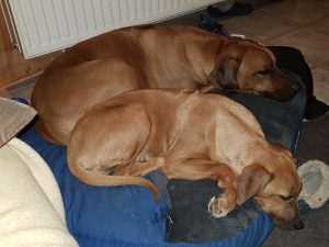 20181213_215125-1612×1209