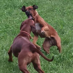 A-SCHATZ-20180420_194952