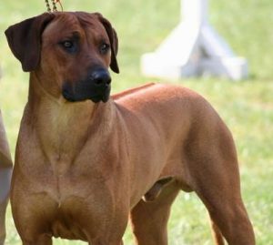 AusstellungSoltau22.04.0700a