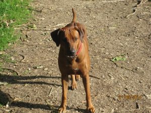 Hunde_335