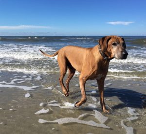 IMG-20160917-WA0001_0