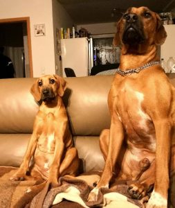 IMG-20181209-WA0016-502×595