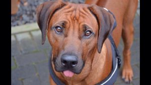 Nelson_Gesicht_IMG_7134