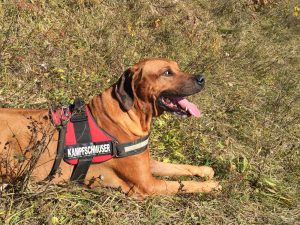 WhatsApp-Image-2016-11-28-at-20.01.042