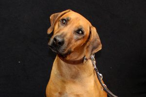 rspz-mass-heide-foto-thoms-014