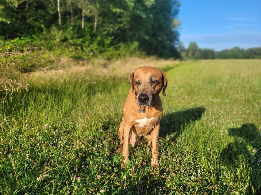 9915aef2-2d22-4066-98fb-5afab0f12f8b